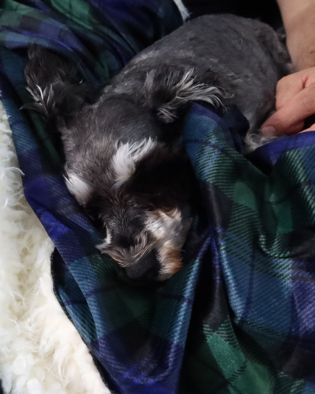 Blackwatch Modern Tartan | Cosy Hooded Tartan Blanket